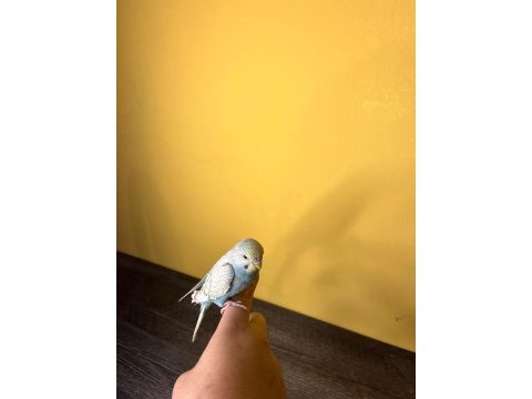 Muhabbet kuşu ele alışkın evcil