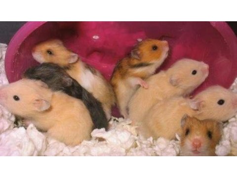Her ırk hamster bebek ve malzemeler adrese teslim mevcut