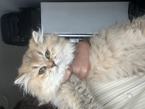 Anne baba şecereli british longhair