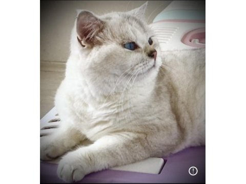 Yetişkin point dişi ve erkek british shorthair