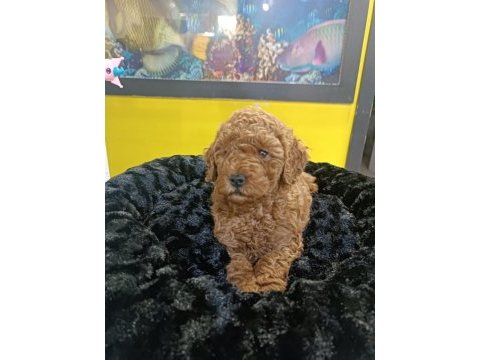 Biblo kızıl toy poodle