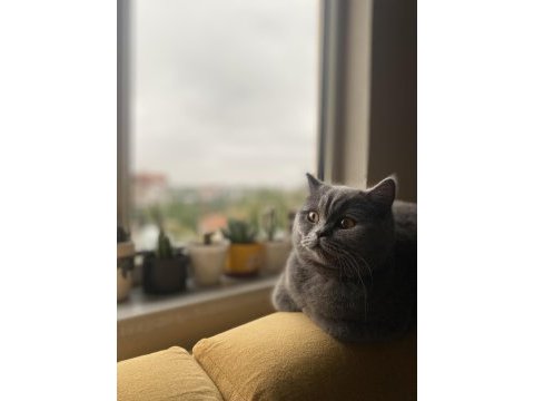 British shorthair dişi kedimiz