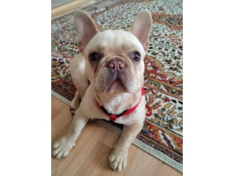 French bulldog köpeğimize bir bakın derim