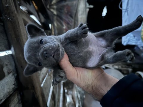 French bulldog bebekler 38 günlük