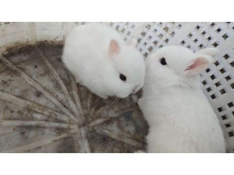 Orjinal hollanda cüce tavşan yavruları