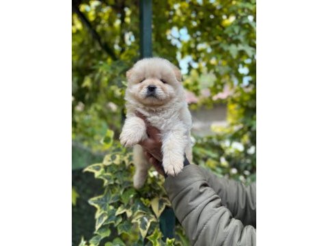 Chow chow bebeklerimiz