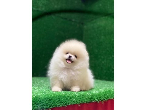 Ayı surat pomeranian yavrular