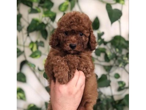 Toy poodle bebekler referans yavrumuz