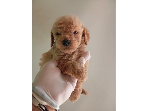 Irk ve sağlık garanti maltipoo yavrularım