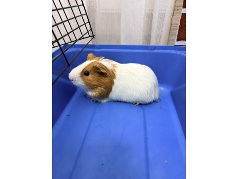 Dişi ginepig yavru