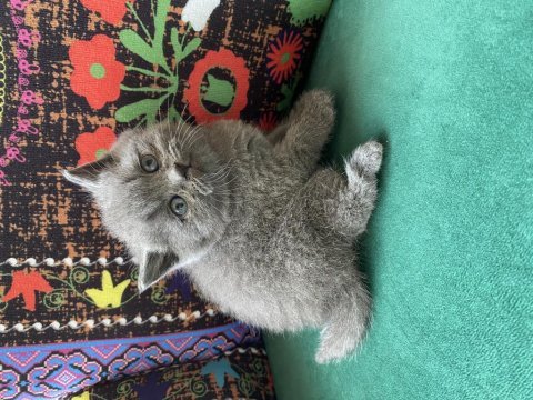 Gri ayı kafa yavru british shorthair