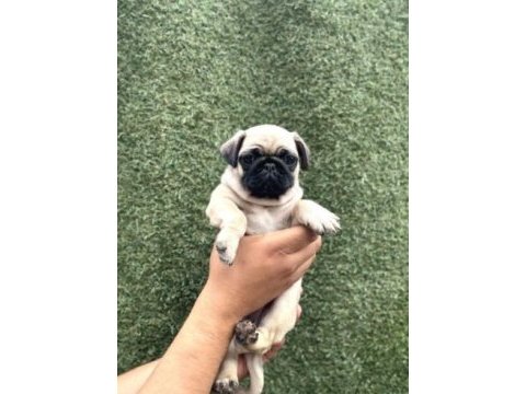 Irk ve sağlık garantili pug