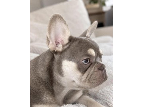 Oyuncu ve sevimli french bulldog