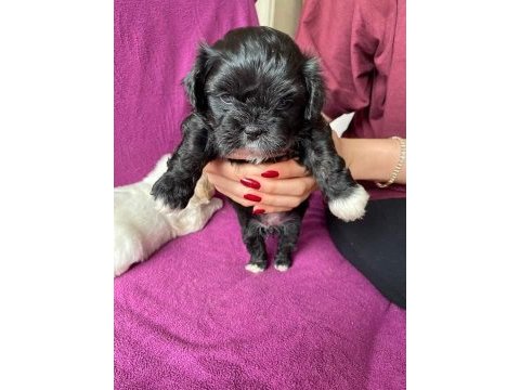 Rezervede yavru köpekler a kaliteli