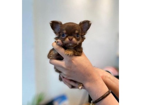 Dişi erkek ırkının en iyi chihuahua yavruları