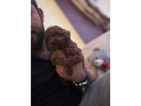 Saf kan toy poodle yavrumuz