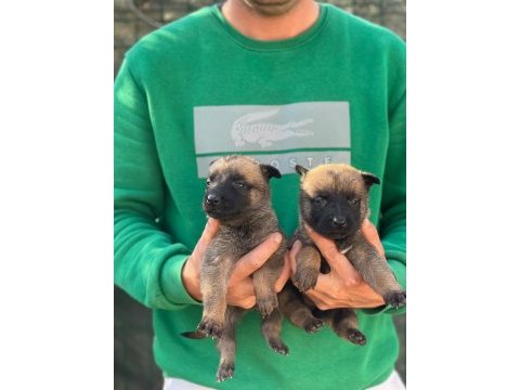 Saf kan belçika malinois yavrular için geç kalmayın