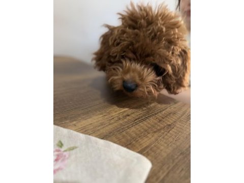 Poodle kukimiz yeni evini bekliyor
