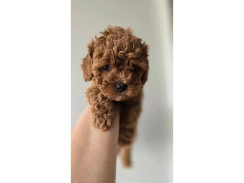 Aşılı mikroçipli toypoodle yavrularımız 