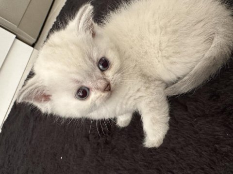 Ücretli sahiplendirilecektir british shorthair