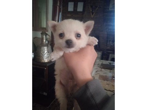 Şivava yavru köpeğimiz