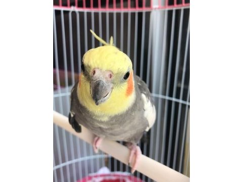Full evcil melodi yapan sultan papağanı