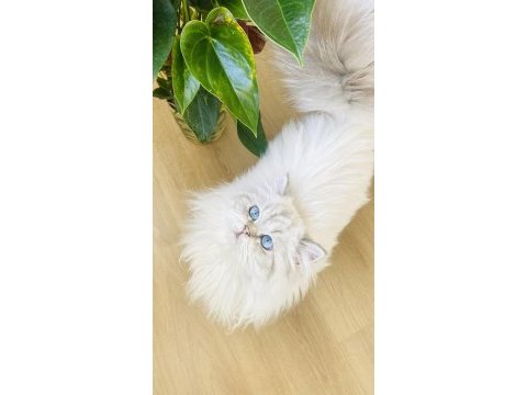 British longhair 1 yaşında
