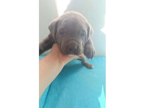 Cane corso yavrularımız a kalite ırk garantili teslim