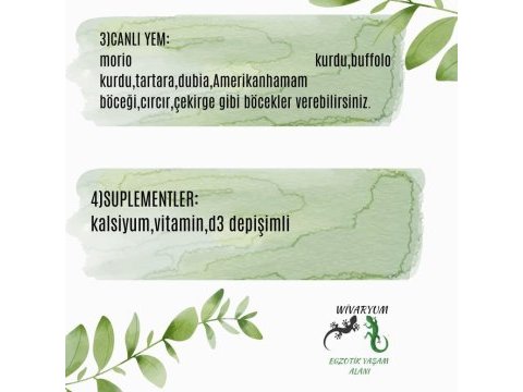 3 aylık sakallı ejder
