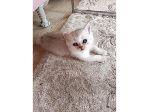 Kedimiz izmir içi elden teslim edilir
