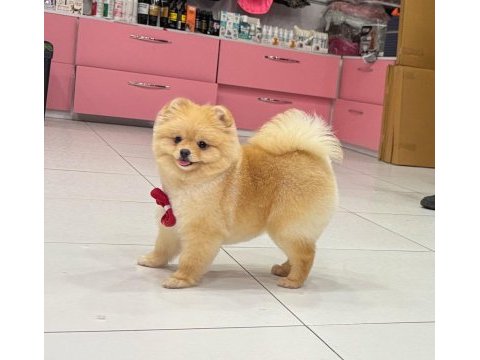 Yetişkin dişi 8 aylık pomeranian