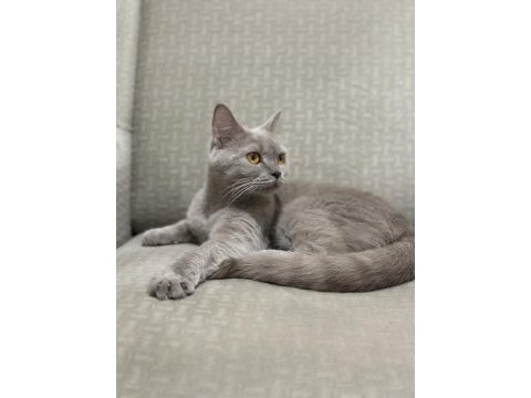 1 yaşında british shorthair