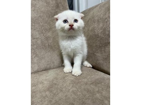 Sıfır kulak ayı surat scottish fold bebekler