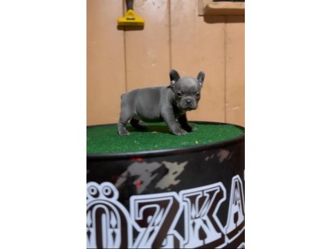 Mükemmel anatomi blue fransız bulldog bebekler