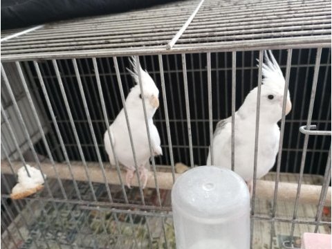 Albino sultan papağanı