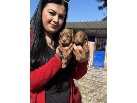 Sağlık ve ırk garantili maltipoo yavrularım