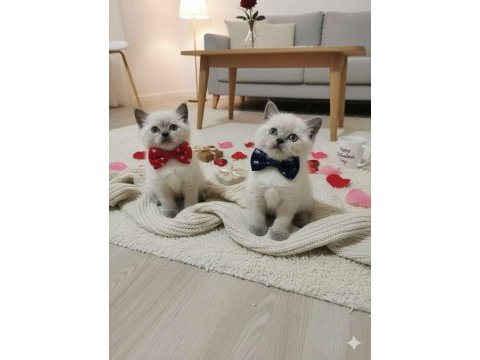 Kaliteli kediler british shorthair