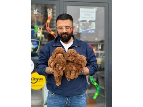 Çağrı çemçem in sizin için seçtiği özel yavrular 