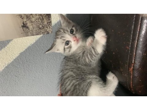 Yavru açık gri kırma kedimiz