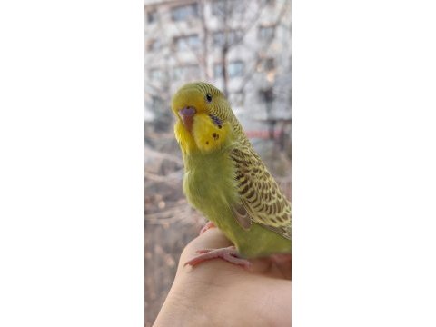 Öğretmenden evde beslenen bakımlı muhabbet kuşları