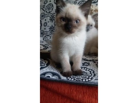 Scottish straight blue point ve chocolatte point yavrular