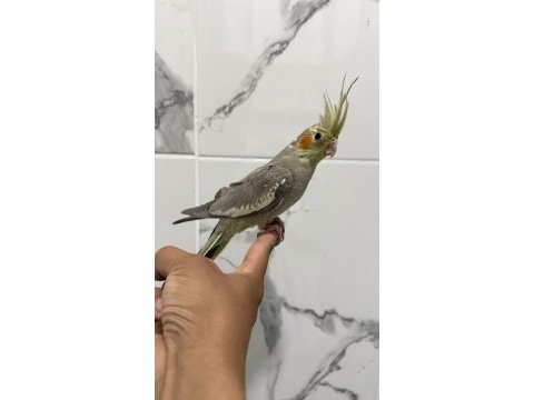 Sultan papağanı sahiplendirilecek kuşumuz