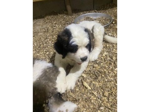 Saint bernard sc yavrularımız