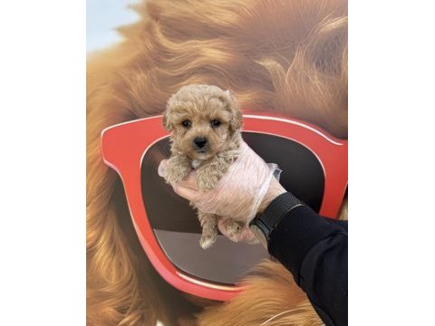 Irk garantili maltipoo yavrularımız