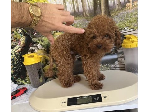Çok tatlı 11 aylık 1.700 gr teacup poodle