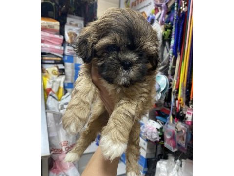 3 aylık erkek shih tzu yavrularımız 
