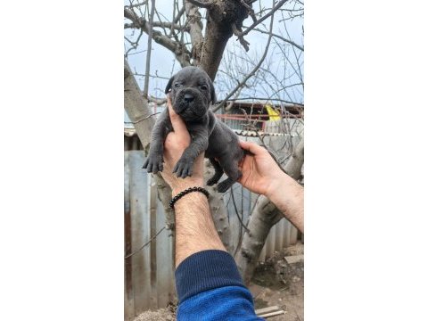 Asalet ve güç bir arada blue cane corso yavruları