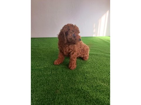 Poodle bebeklerimiz yeni ailelerine gitmeye hazırlar