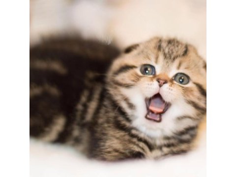 Minik kıvrım büyük sevgi black golden scottish fold