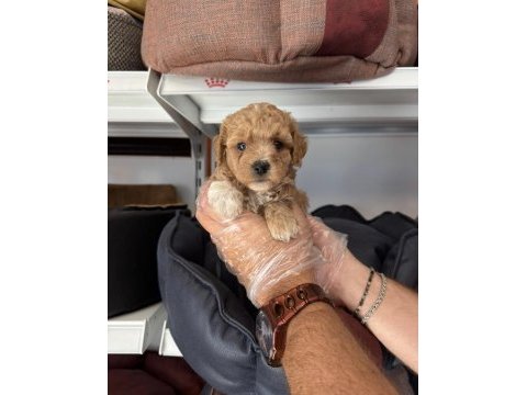 Babyface maltipoo yavrularımız